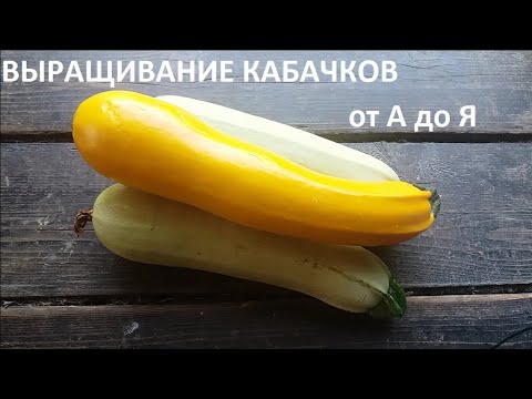 Видео: Кабачки от  А до Я  природном земледелии.