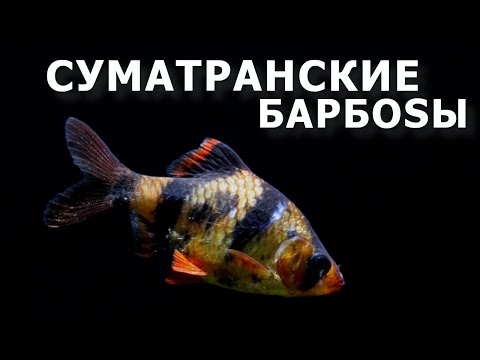 Видео: Барбус суматранский – аквариумный тигр!