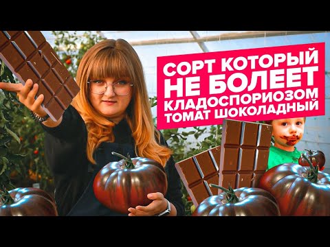 Видео: ЭТОТ ТОМАТ НЕ БОЛЕЕТ! ПОМИДОР ШОКОЛАДНЫЙ - В КОПИЛКУ 2022