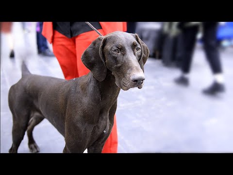 Видео: Курцхаар - настоящий джип в охотоводстве. Немецкая короткошёрстная легавая