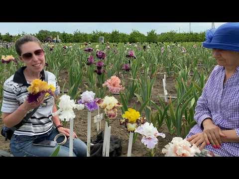 Видео: Великолепная восьмерка - бородатые ирисы / Сад Ворошиловой