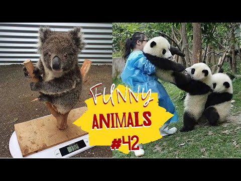 Видео: Смешные ЕНОТЫ, ПАНДЫ, СОБАКИ #42 / Ржачные животные 2022.