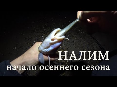 Видео: Рыбалка на НАЛИМА с берега на донки. Как поймать и на что клюет.  #налим #донки #рыбалка