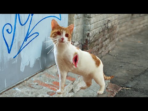 Видео: Трёхлапый кот пришел за помощью к людям, но такого он не ожидал...