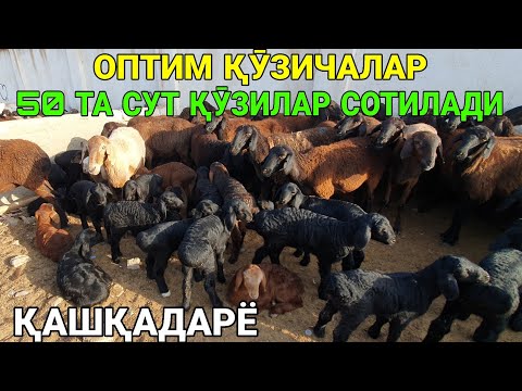 Видео: 50 ТА ОНА БОЛА ҚӮЙ СОТИЛАДИ. ҚӮЙ ВА ҚӮЧҚОР НАРХЛАРИ. 20-ОКТАБР ҚАШҚАДАРЁ ҚАРШИ. 2025-ЙИЛ