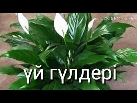 Видео: Әйел бақыты гүлінің күтімі.Айел бакыты гулин калай кутеди?Спатифиллиум гүлі.(Женское счастье)