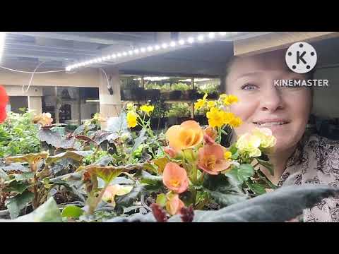 Видео: Как зимует бегония беллекония, наглядно опыт и советы от Ани