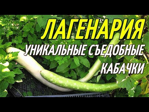 Видео: ЛАГЕНАРИЯ-УНИКАЛЬНОЕ РАСТЕНИЕ/ГИГАНТСКИЕ СЪЕДОБНЫЕ КАБАЧКИ.