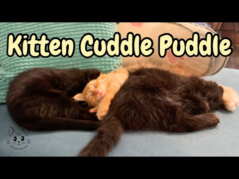 Видео: Я живу с 7 кошками… Вот как начинается моё утро ☀️