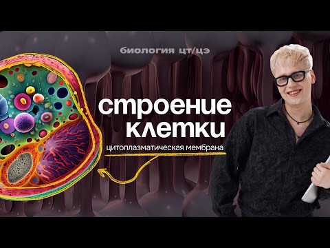 Видео: СТРОЕНИЕ КЛЕТКИ ЗА 10 МИНУТ | Цитоплазматическая мембрана | ЦТ, ЦЭ