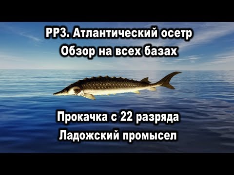 Видео: РР3. Атлантический осетр. Обзор на всех базах. Прокачка разряда. Ладожский промысел