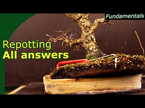 Видео: Как, когда и зачем пересаживать бонсай? Ответы на все вопросы