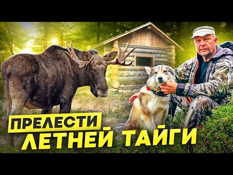 Видео: 45км. по Тайге с собакой. Дальняя Изба.