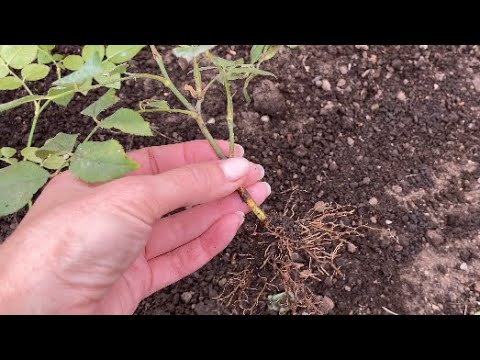 Видео: Черенкование слепыми побегами. Результат летнего черенкования.