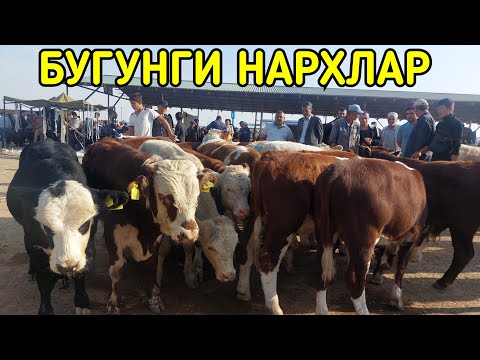 Видео: 23.09.2024 БОКМА НОВВОСЧАЛАРНИ ЗУРЛАРИ ЧИКДИ КАРШИ КАРВОН МОЛ БОЗОРИГА