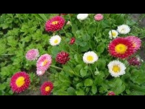 Видео: Маргарита та Віоло, сію насіння та підживлення. 