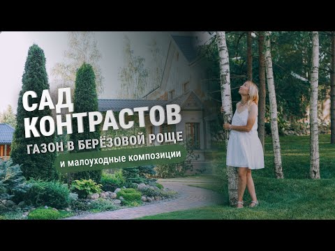 Видео: Сад контрастов. Газон в берёзовой роще и малоуходные композиции.