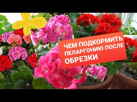 Видео: ЧЕМ ПОДКОРМИТЬ ПЕЛАРГОНИЮ ПОСЛЕ ОСЕННЕЙ ОБРЕЗКИ. ПОЧЕМУ ЖЕЛТЕЮТ ЛИСТЬЯ У ПЕЛАРГОНИИ.