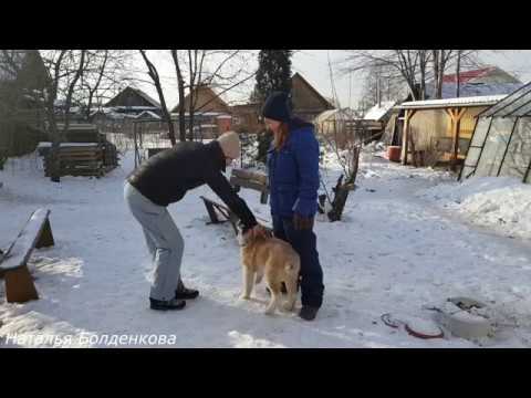 Видео: Дрессировка щенка алабая.