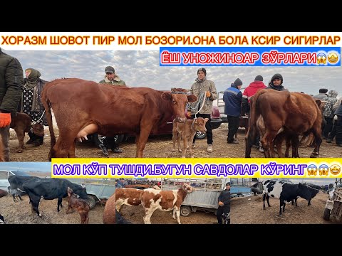 Видео: ХОРАЗМ ШОВОТ ПИР МОЛ БОЗОРИ ОНА БОЛА КСИР СИГИРЛАР ВА ЁШ УНОЖИНЛАР НАРХЛАРИ МОЛ КЎП 20-ноября 2024 г