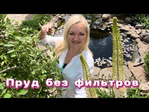 Видео: Пруд без фильтров💦