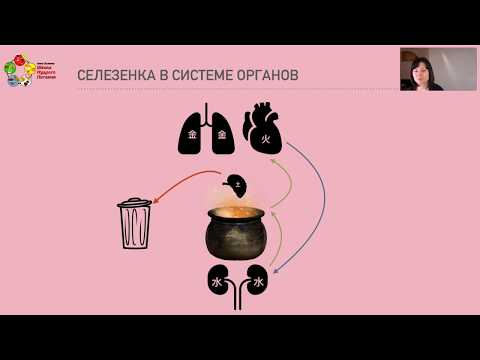 Видео: Мастер-класс "Как защитить селезенку"