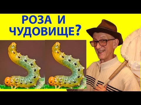Видео: Роза и Чудовище. Розанный Пилильщик,  Как Выглядит и Живет Чудовище? Как Бороться? Как Спасти Розы?