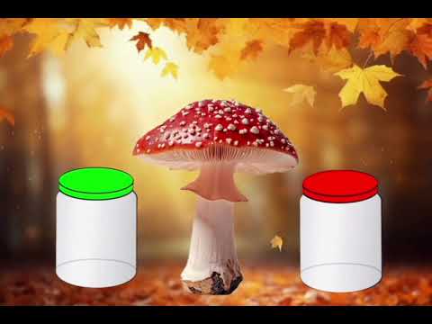 Видео: ЛІТЕРАТУРНЕ ОБРАЗОТВОРЕННЯ+АПЛІКАЦІЯ "МИ ХОДИЛИ ПО ГРИБИ"