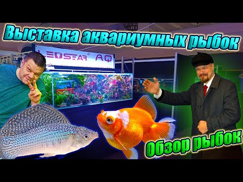 Видео: Выставка аквариумных рыбок 2024 [Подробный обзор рыбок]