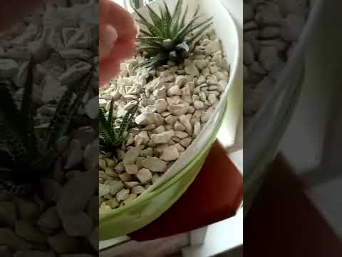 Видео: Все мои хавортии