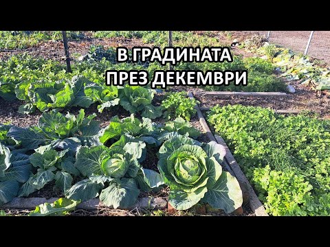 Видео: Реколта и през декември. Покривни култури. Зазимяване на част от лехите. Tony's permaculture garden