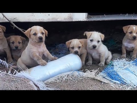 Видео: Когда мама вернётся? Мы голодные...