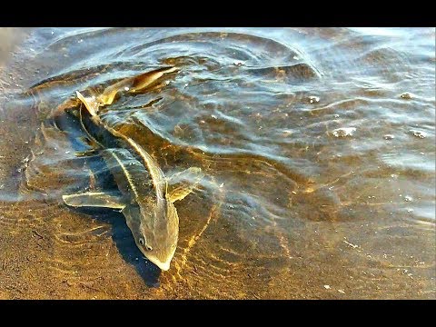Видео: Рыбалка на донки! Северная Двина! Верхняя Тойма Арх.Обл.