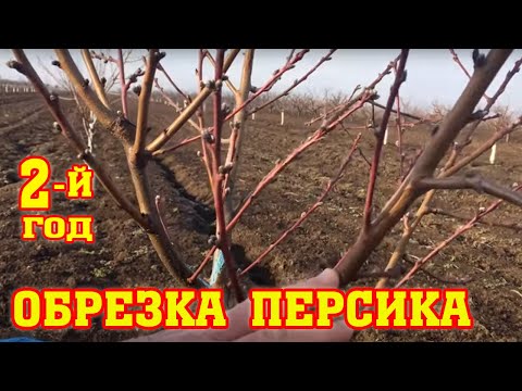 Видео: Правильная обрезка персика / 2-ой год после посадки / proper peach pruning