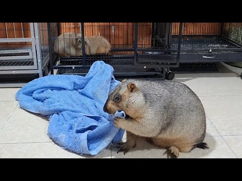 Видео: Битва сурков и полотенец с луговыми собачками