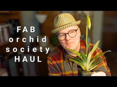 Видео: 7 великолепных орхидей вернулись домой в цветущем (или почти цветущем) состоянии 😍