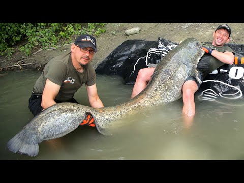 Видео: Сом ГИГАНТ! Самая большая рыба в жизни. Рыбалка на трофейного сома!