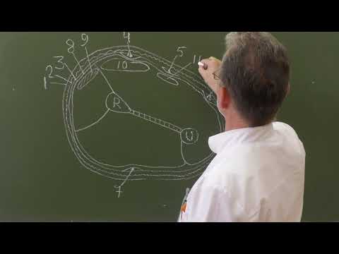 Видео: Топография предплечья (поперечный разрез в средней трети)