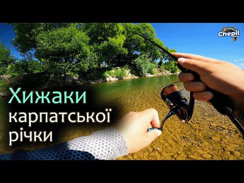 Видео: ЛЕОПАРДИ, ТИГРИ ТА ІНШІ МЕШКАНЦІ РІЧКИ! Риболовля на р.Бистриця