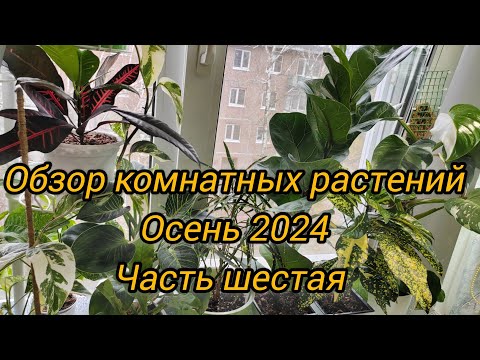 Видео: Обзор коллекции моих комнатных растений | Осень 2024 | Часть шестая