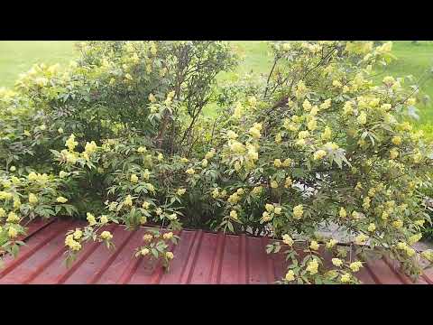 Видео: Бузина -для здоровья рождена