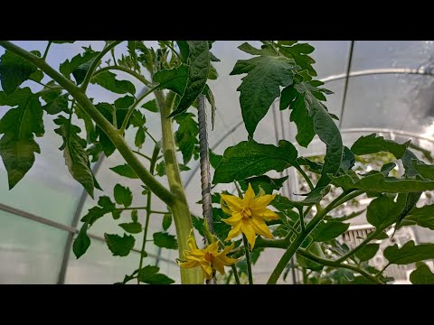Видео: Подстригване на доматите,колтучене,прекопаване🍅.Работа  в   градината🌿
