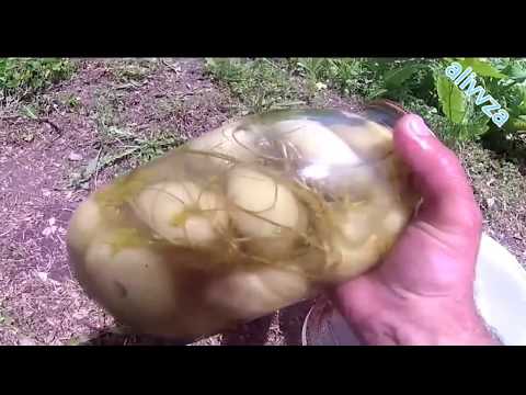 Видео: анзур.anzur. заготовка на зимы.