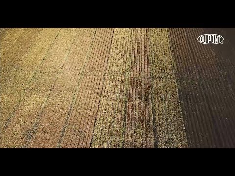 Видео: Соя. 3 я серия. Результаты применения СЗР, уборка урожая