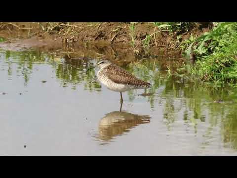 Видео: Река Друть! Белыничский район.Осень.