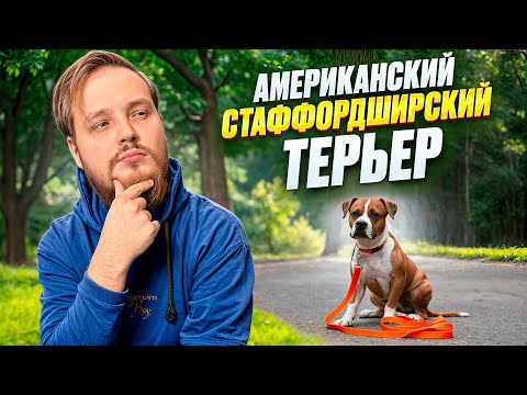 Видео: ХОТЕЛ БЫ Я ЗНАТЬ ЭТО, ПЕРЕД ТАМ КАК ЗАВОДИТЬ СТАФФОРДА | АМЕРИКАНСКОГО СТАФФОРДШИРСКОГО ТЕРЬЕРА
