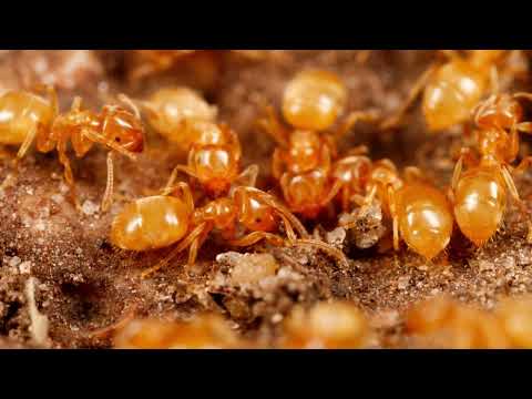 Видео: Посмотри это видео перед тем, как завести муравьёв!