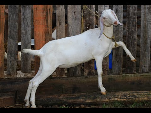 Видео: Сколько соток земли надо на одну козу, выгул или выпас. Снежинка красавица в запуске.