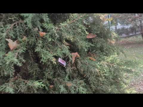 Видео: БИЗ ҚАЧОН ЎЗЛАНАМИЗ, ЕБ-ИЧИБ КЎЧАГА ОТИБ КЕТАМИЗ, МАДАНИЯТЛИ БЎЛАЙЛИК ДЎСТЛАРИМ.. 