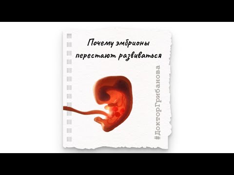 Видео: Почему эмбрионы перестают развиваться